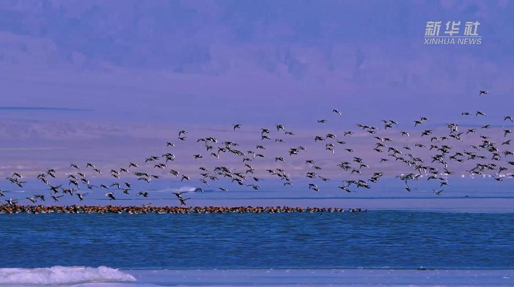 秀我中國(guó)｜青?？婶斂撕叭绠?huà)