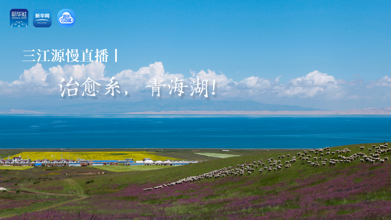 三江源慢直播丨治愈系，青海湖！