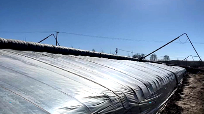 新鮮！青藏高原長(zhǎng)出&ldquo;熱帶水果&rdquo;