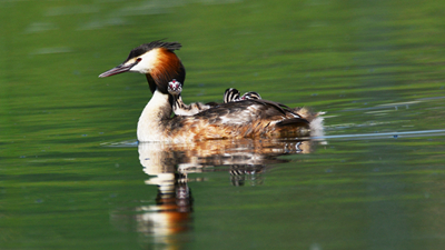 超有愛！看西寧北川河濕地公園鳳頭??花樣&ldquo;遛娃&rdquo;