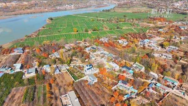 青海化?。喝f畝冬小麥染綠黃河畔