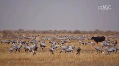 壯觀！遷徙灰鶴&ldquo;備降&rdquo;青海都蘭